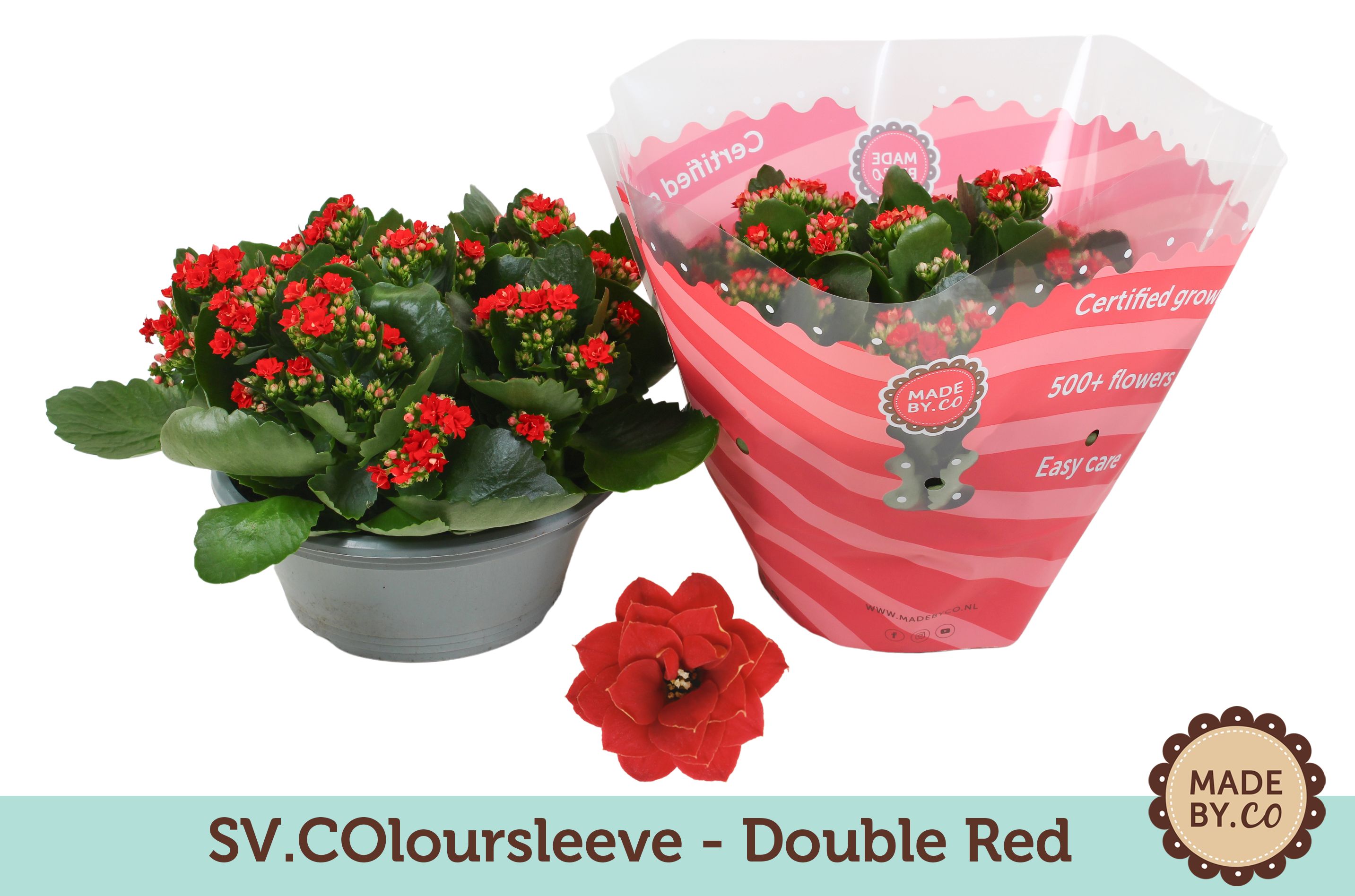 Kalanchoë Double Red in SV.COloursleeve, D 23