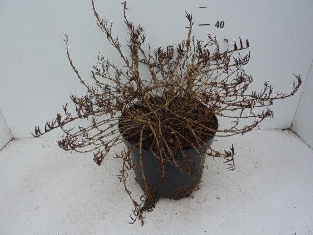 Weigela Picobella Rosa (TVP2 ®), D 27