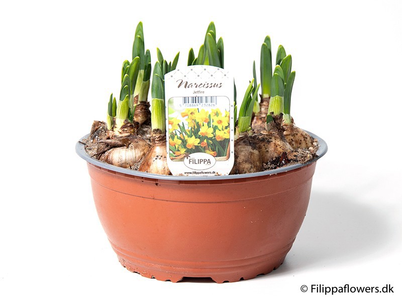 NARCISSUS MEDIOLUTEUS 'Jetfire', D 19