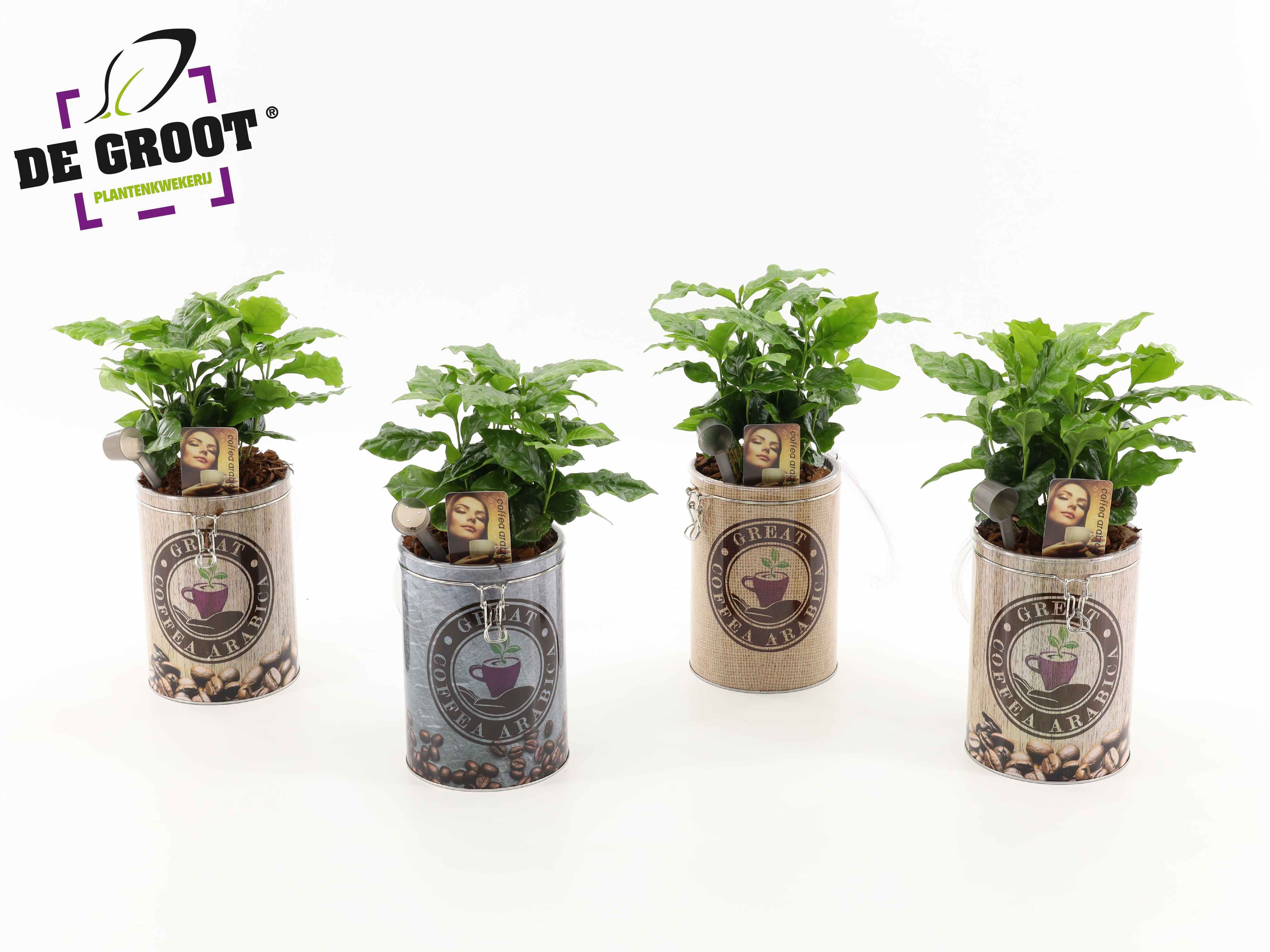 Coffea in koffievoorraadblik, D 12