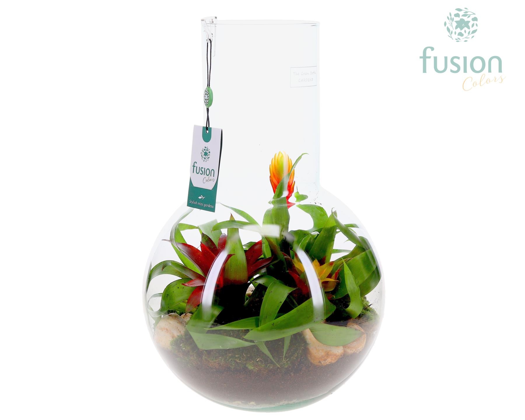 Green Bottle Suzanne Large met Bromelia arrangement, D 26