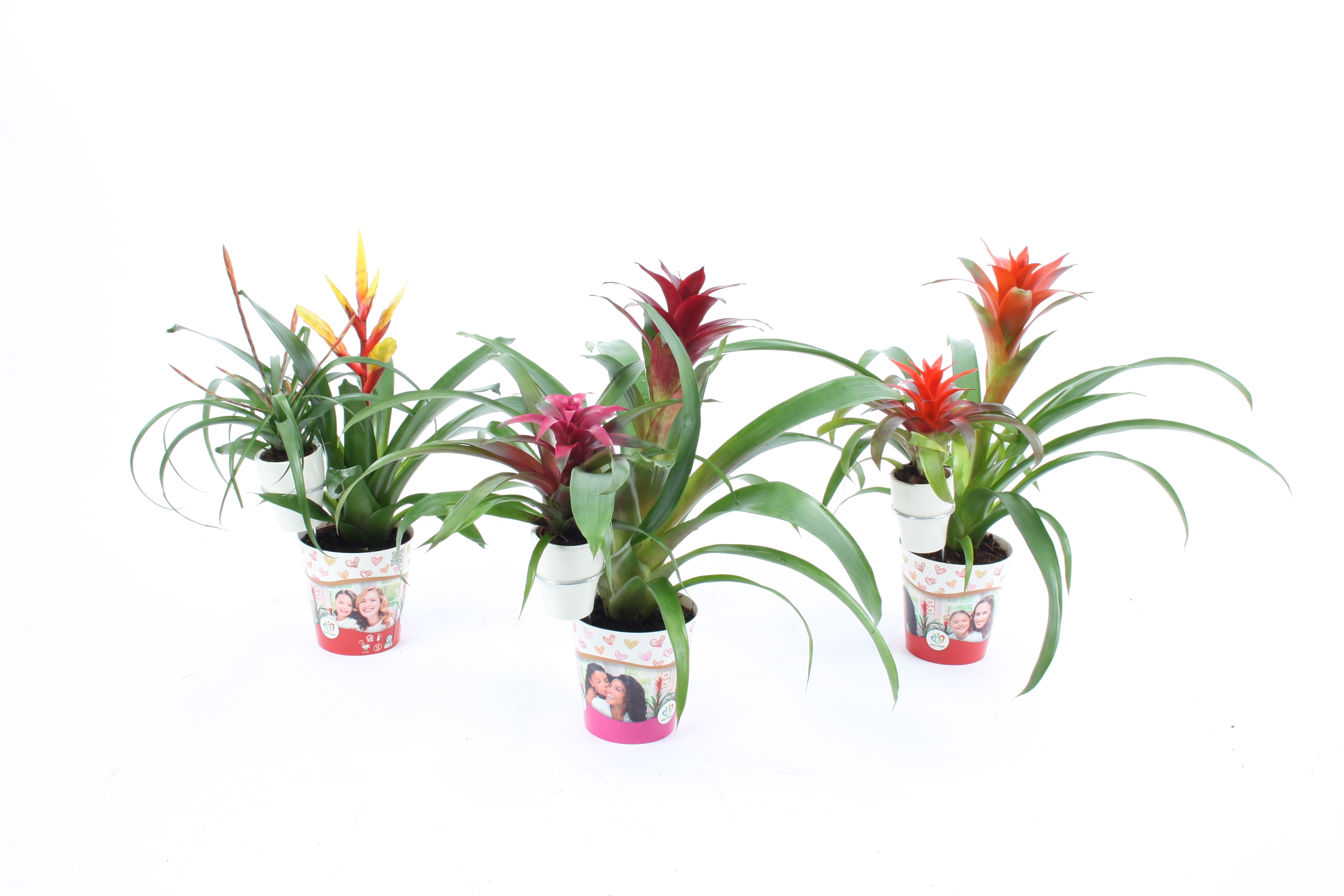Bromelia mix moeder en kind cover + 6cm Keramiek, D 12