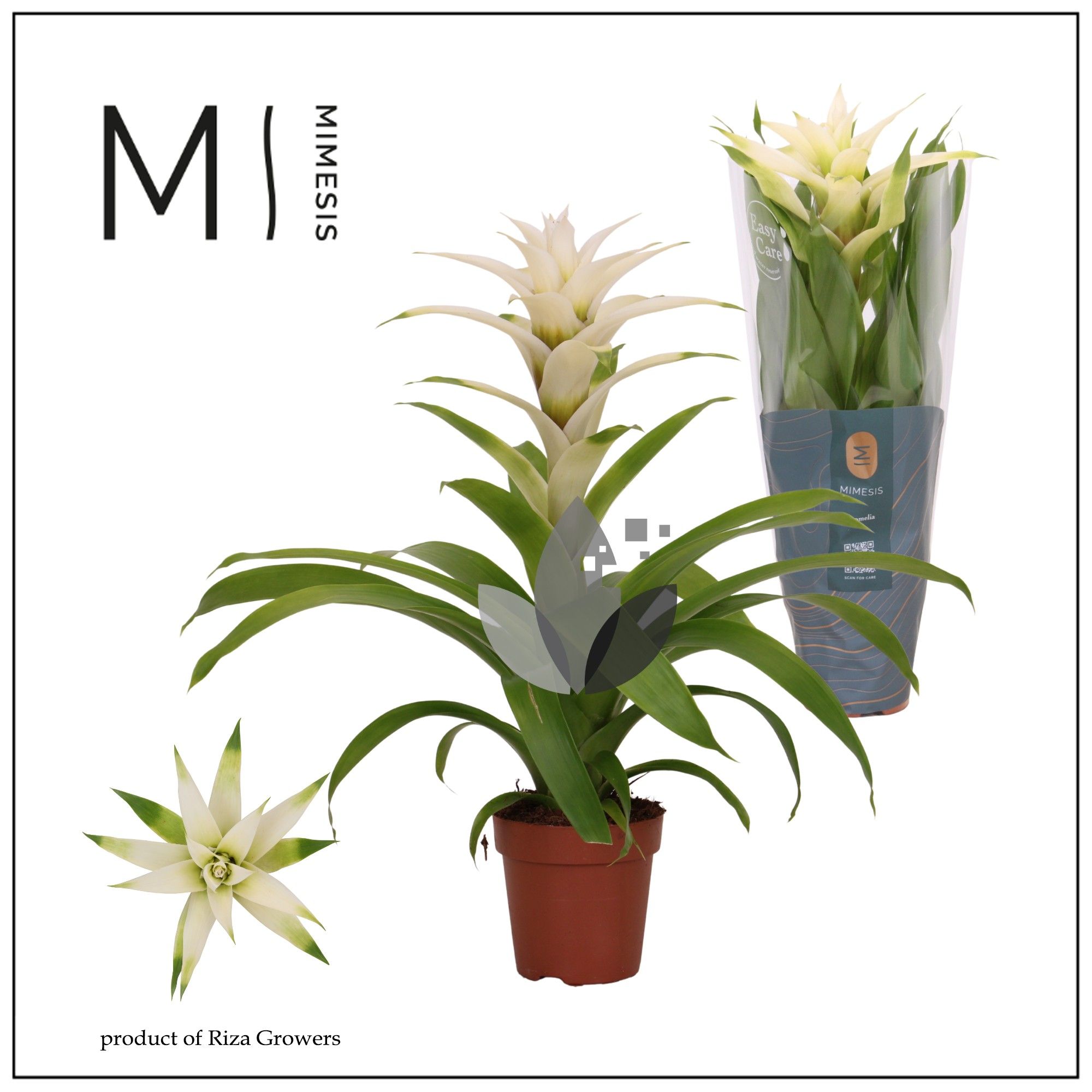 Guzmania Suerte White - 12cm | Mimesis, D 12