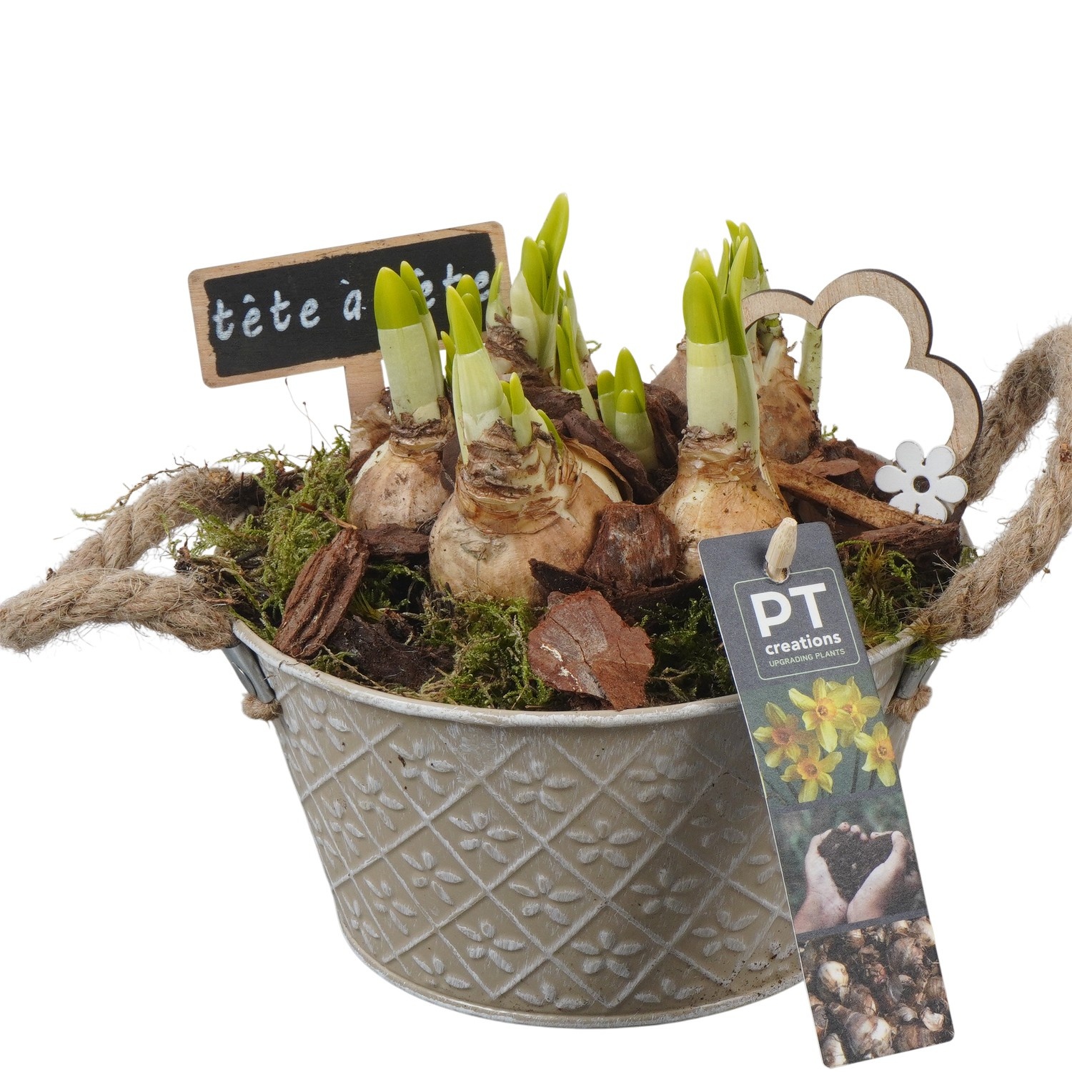 PTN8561 Arrangement Narcissus in zink pot, D 18