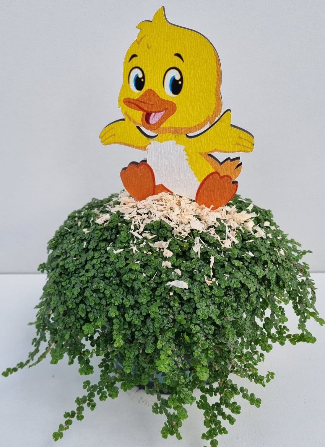 P41Kuiken met snippers, D 11