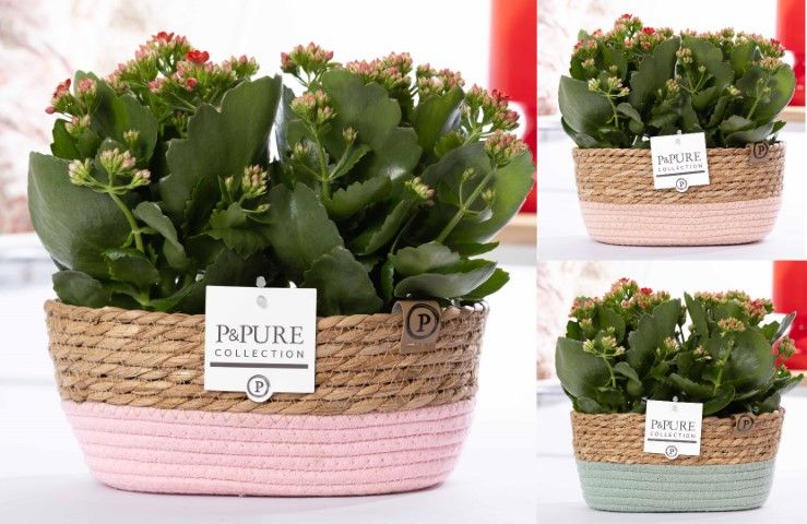 2x Kalanchoe red in P&PURE Fieldbasket 7, D 12
