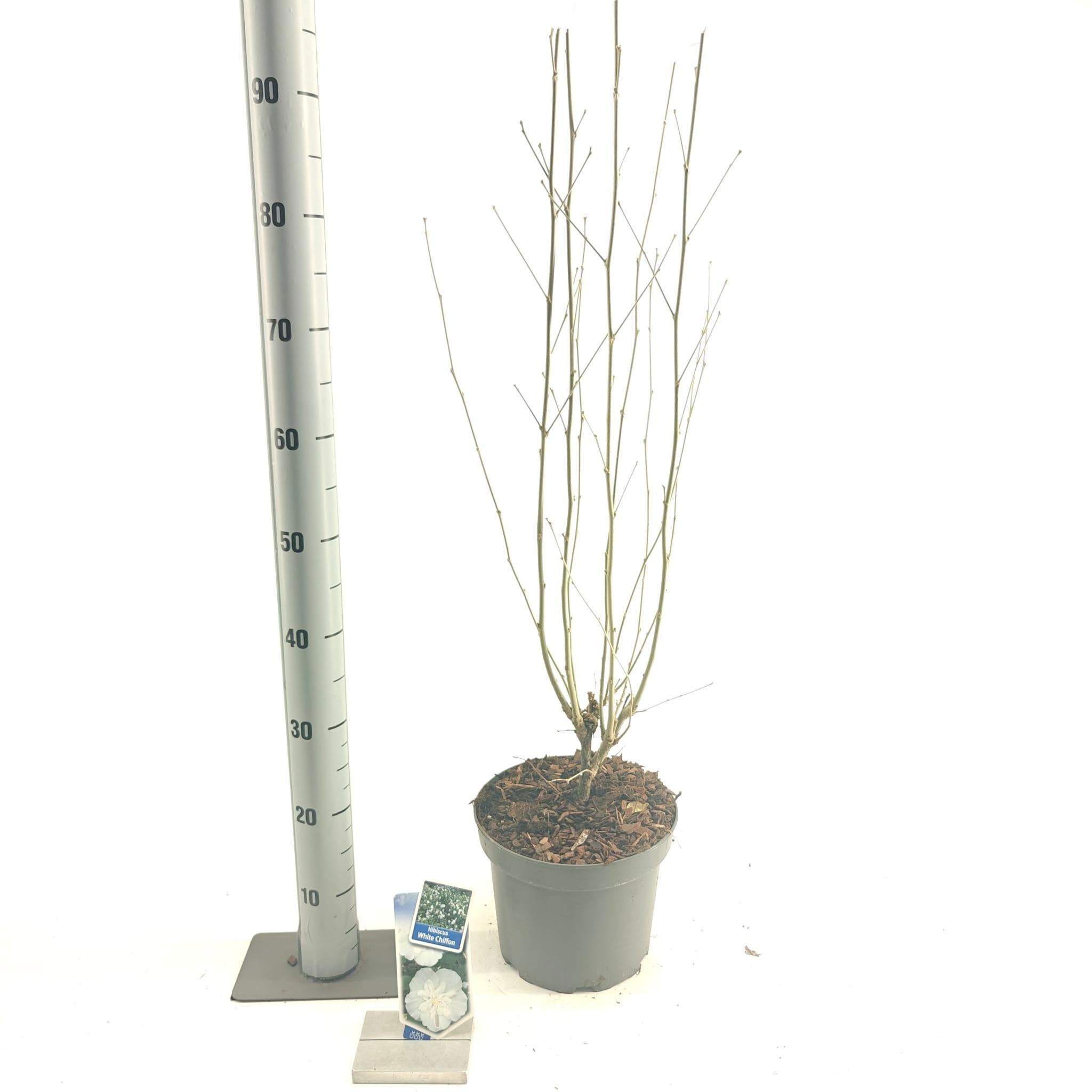 Hibiscus syr. White Chiffon ('Notwoodtwo'PBR), D 23