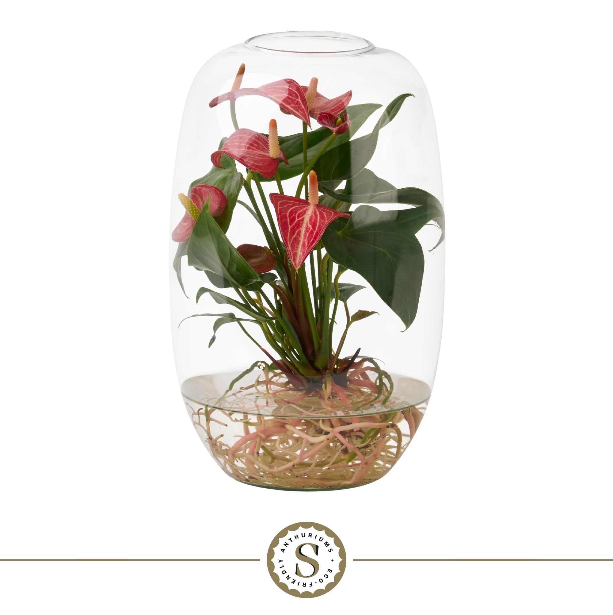 Aqua Roots Atlantis Livium, D 9