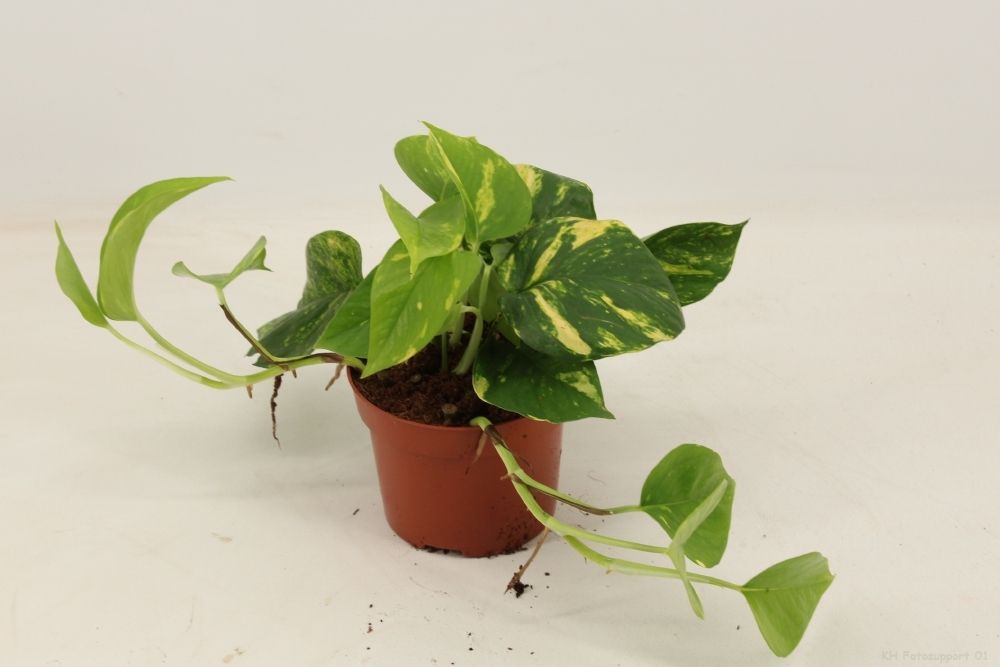 epipremnum aureum 12 cm, D 12