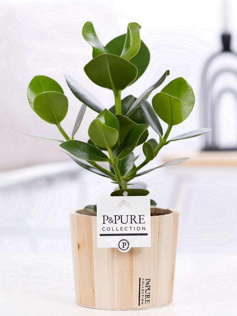 Clusia Rosea Princess in P&PURE Wood 5, D 12