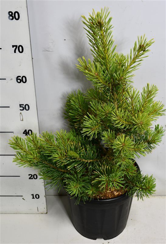Pinus sylv. 'Aurea', D 32