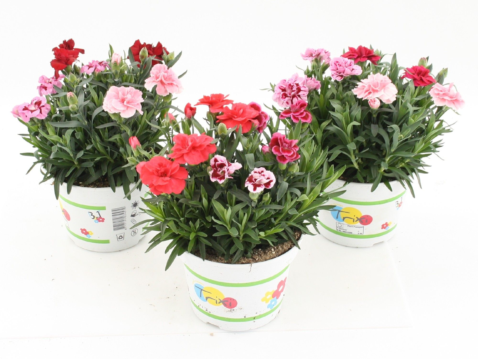 Dianthus Oscar Trixi P15, D 15