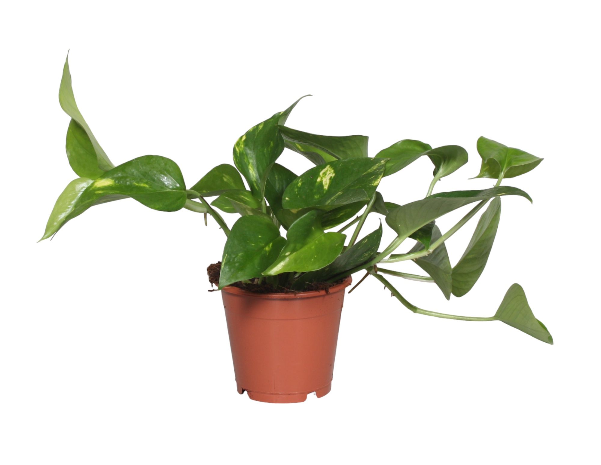 Scindapsus Epipremnum Aureum, D 12