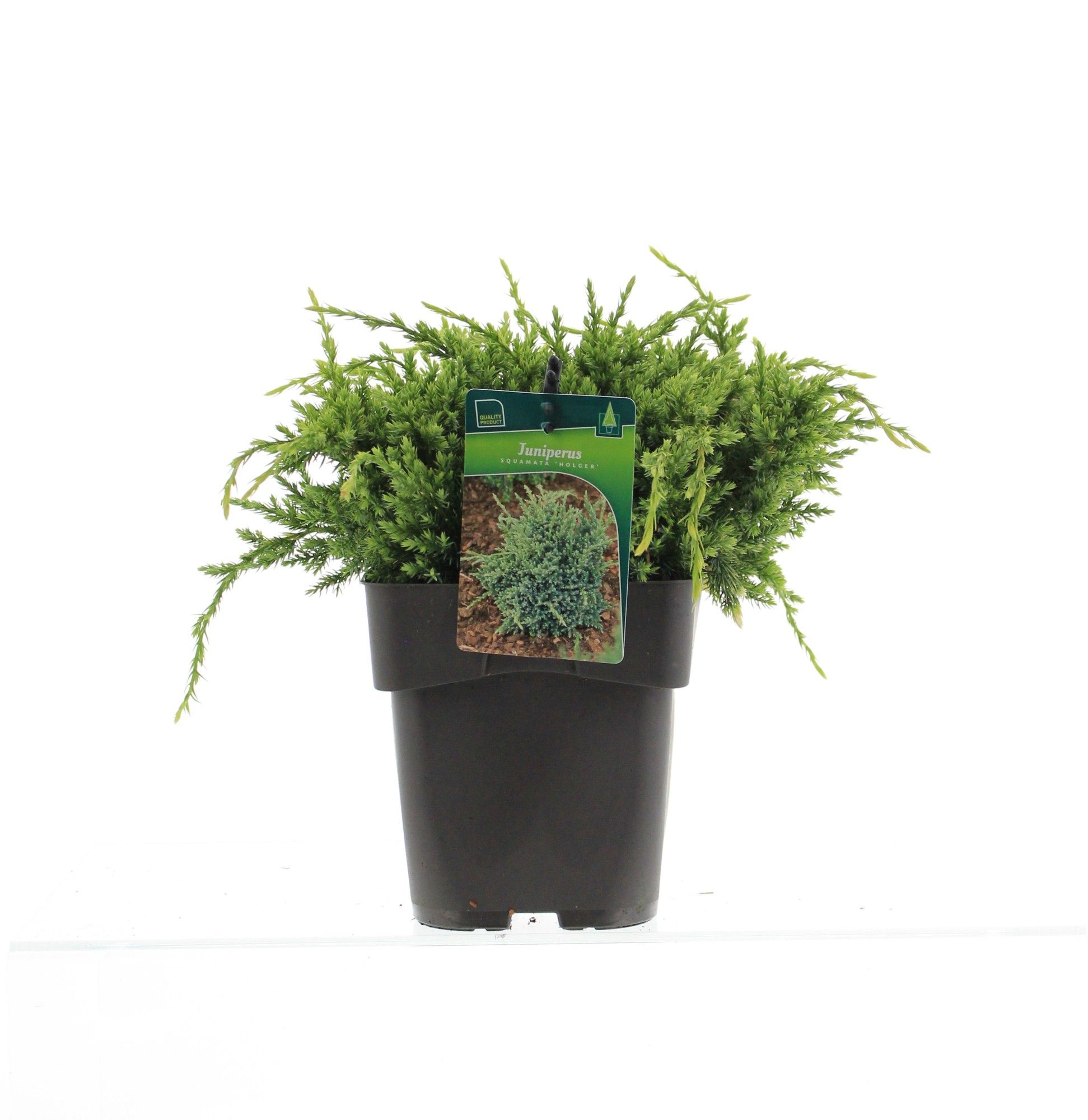 Juniperus squamata 'Holger', D 17