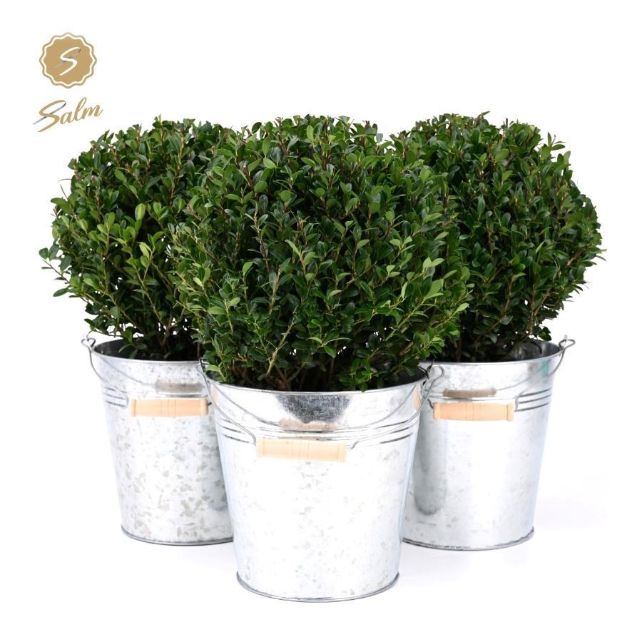 Ilex crenata 'Jenny'® Ball Ø20cm P17 in Zinc Old-Look, D 19