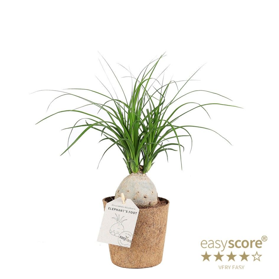 Beaucarnea recurvata ´Nolina´ - COCOZ, D 11