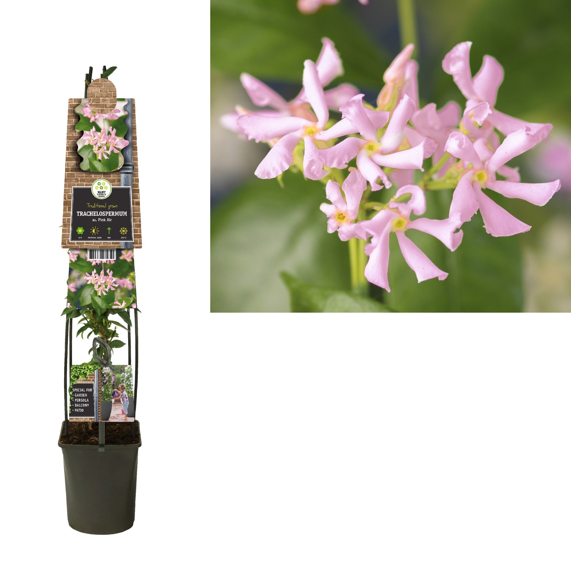 Trachelospermum as. Pink Air +3.0 label, D 23