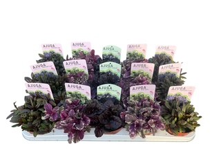 Ajuga gemengd in tray, D 10,5