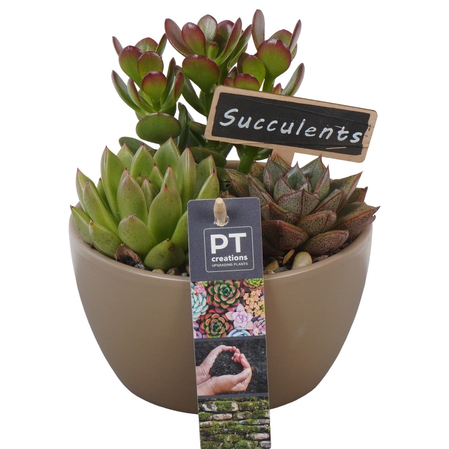 PTSU8444 Arrangement Succulenten in keramiek schaaltje, D 14