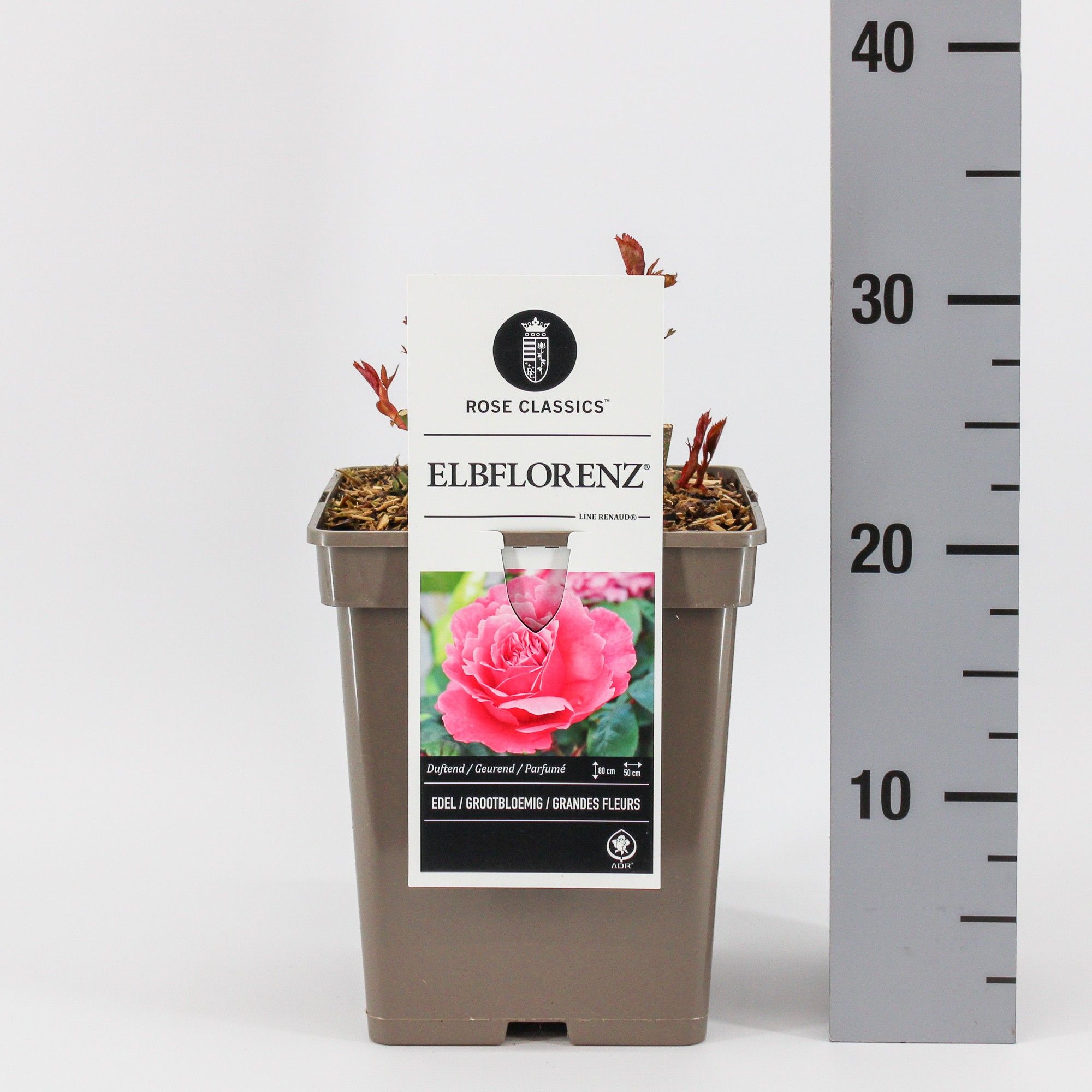 Rosa (TH) Elbflorenz ® (Line Renaud), C5, D 23