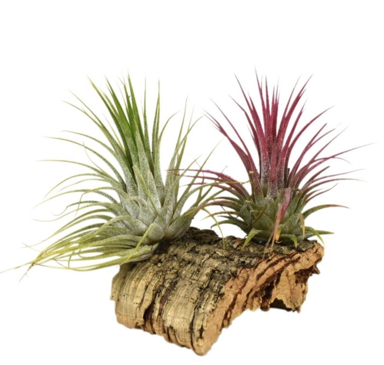 Tillandsia Kurkhout small, D 10