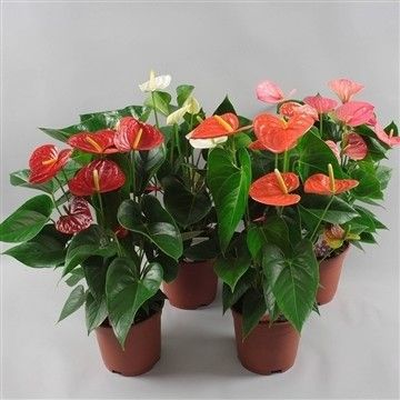 Anthurium gemengd 4 kleuren, D 17