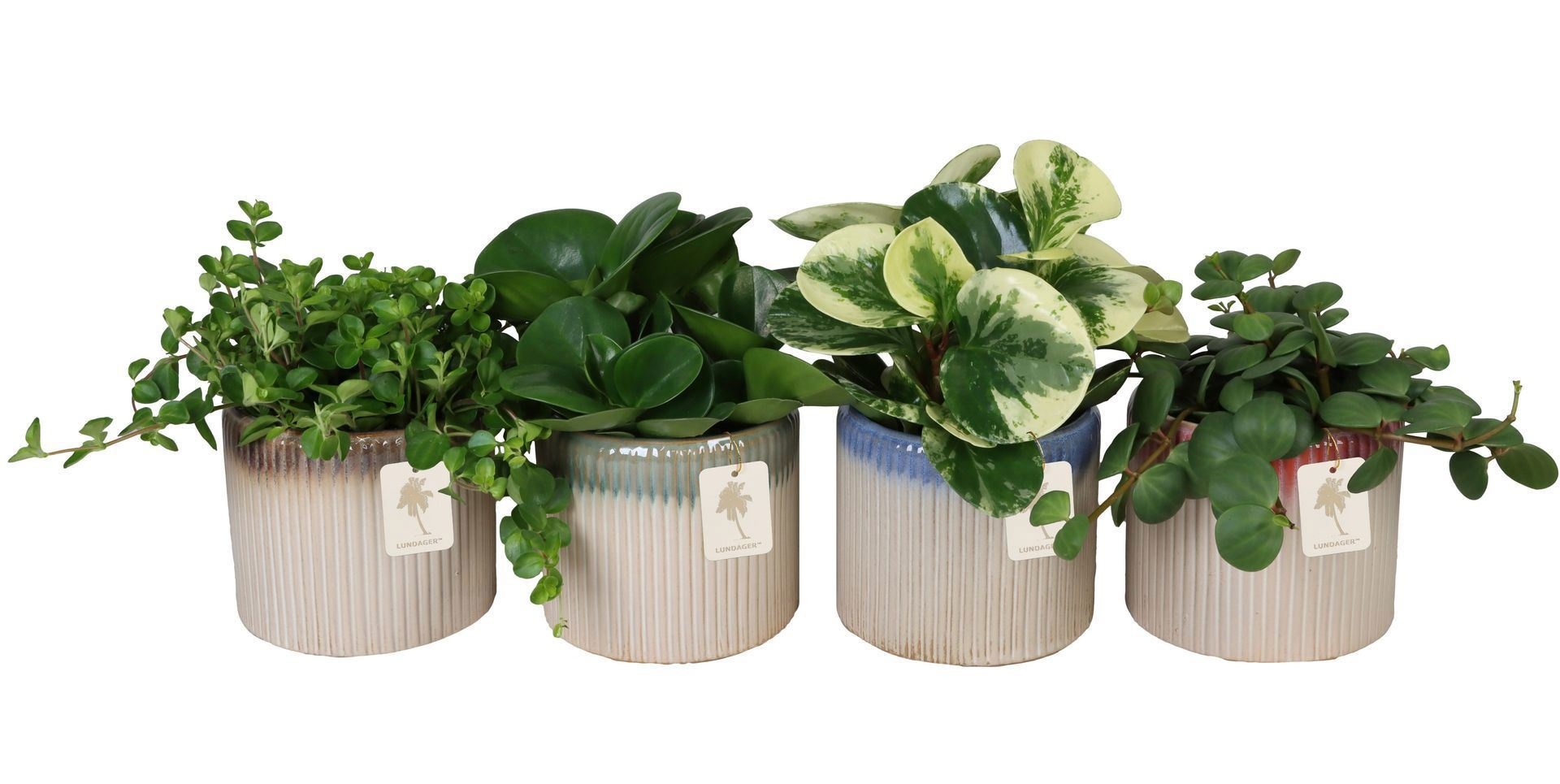 L 67129 with Peperomia Mix 12 cm, D 12