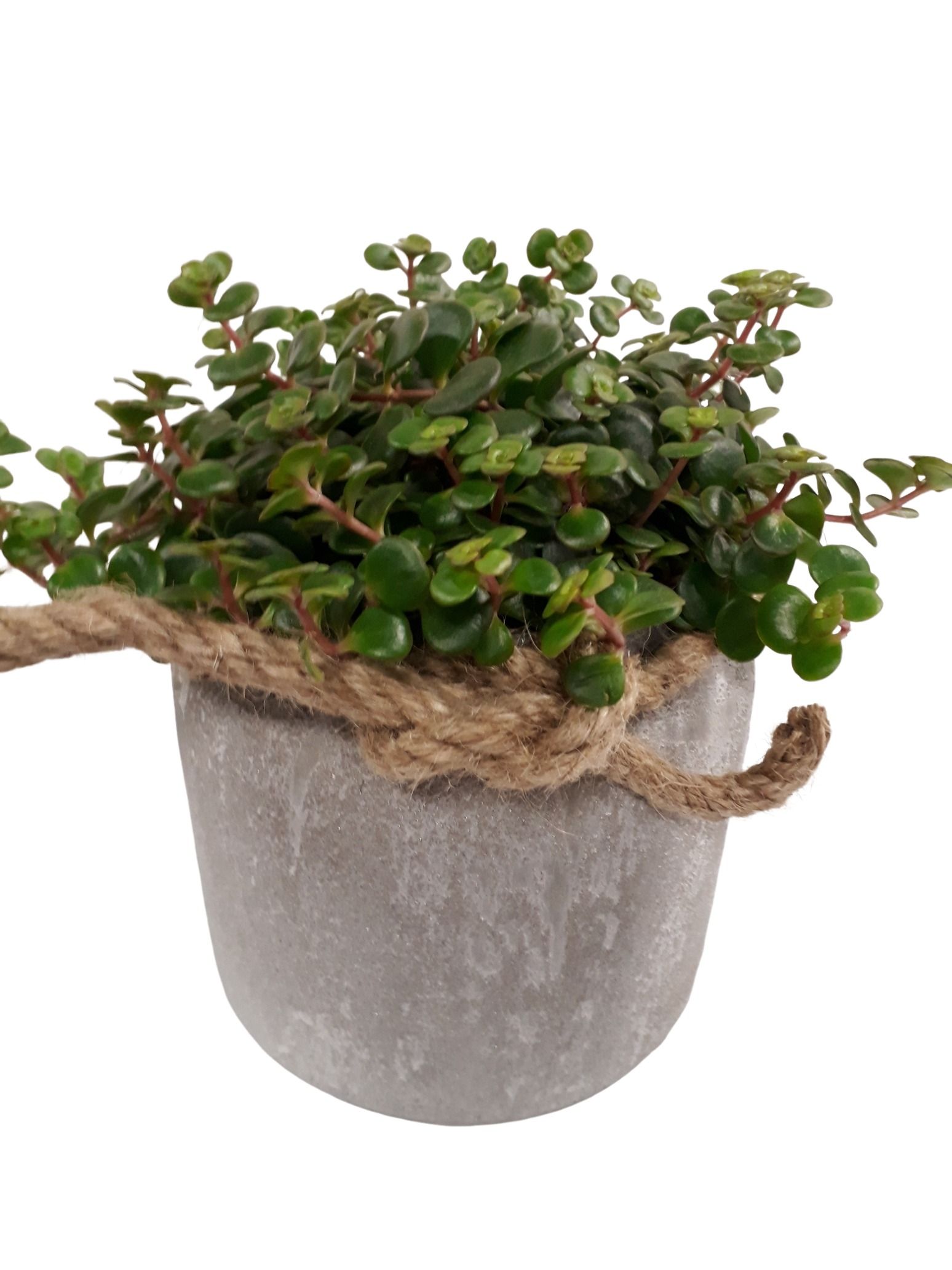 RGP16TOR Dark Grey Pot Sedum Tornado, D 16