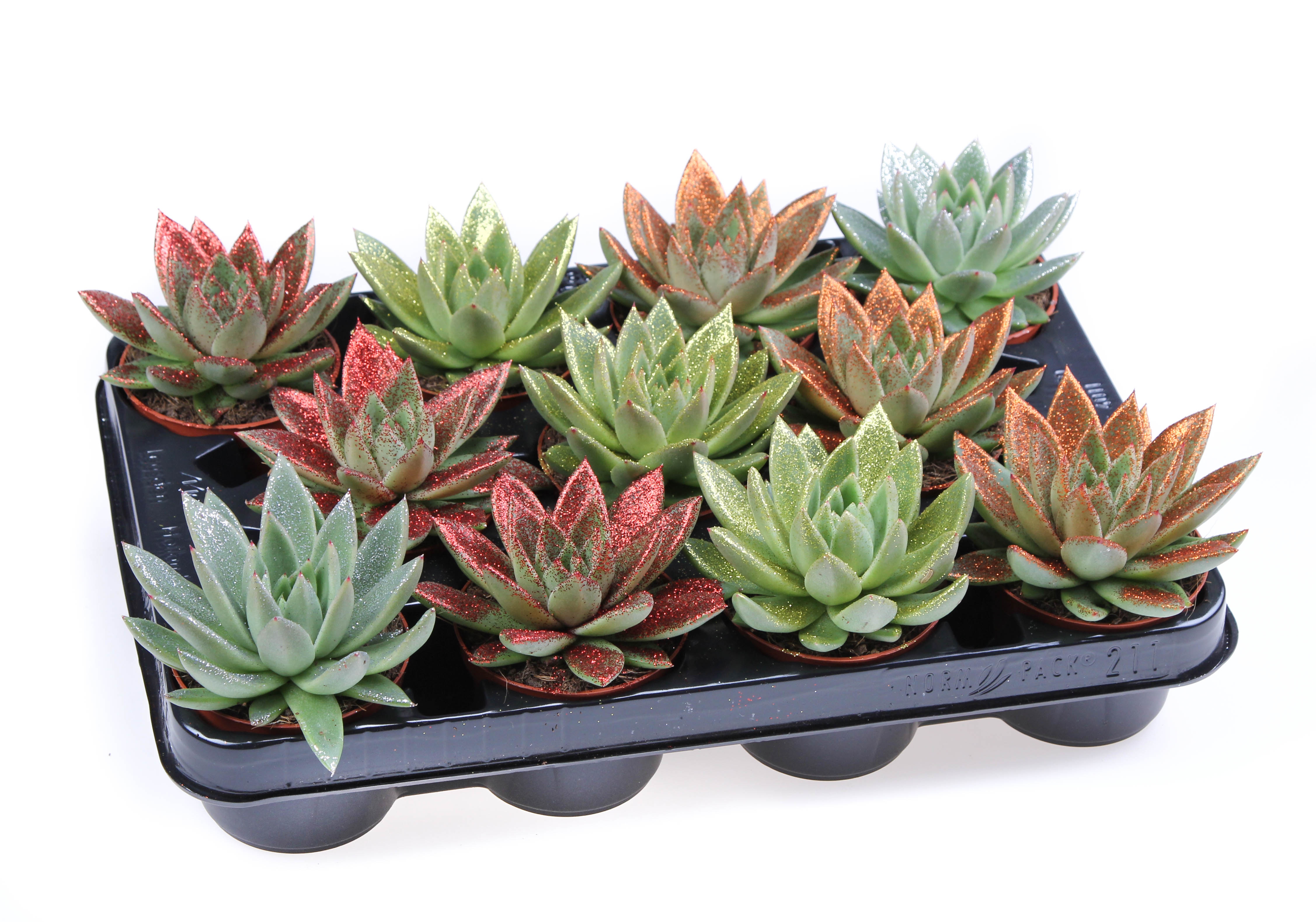 Bio miranda naturel glitter mix, D 8,5