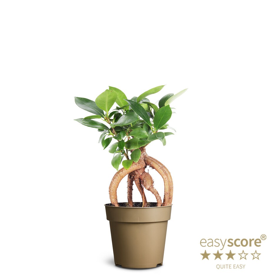 FICUS MICROCARPA, D 9