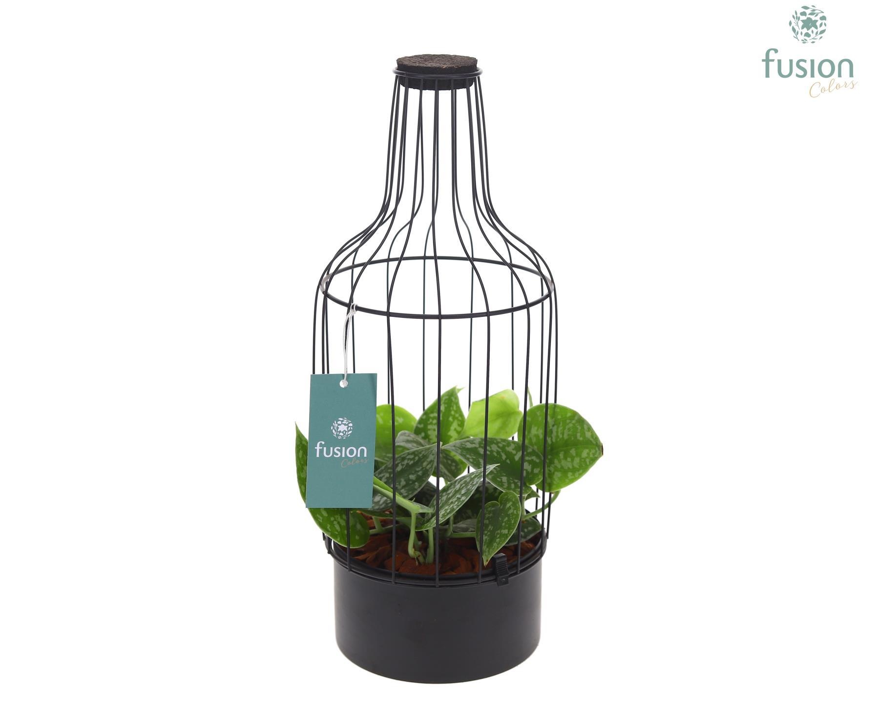 Metaal fles zwart Medium met kurk en Scindapsus, D 15