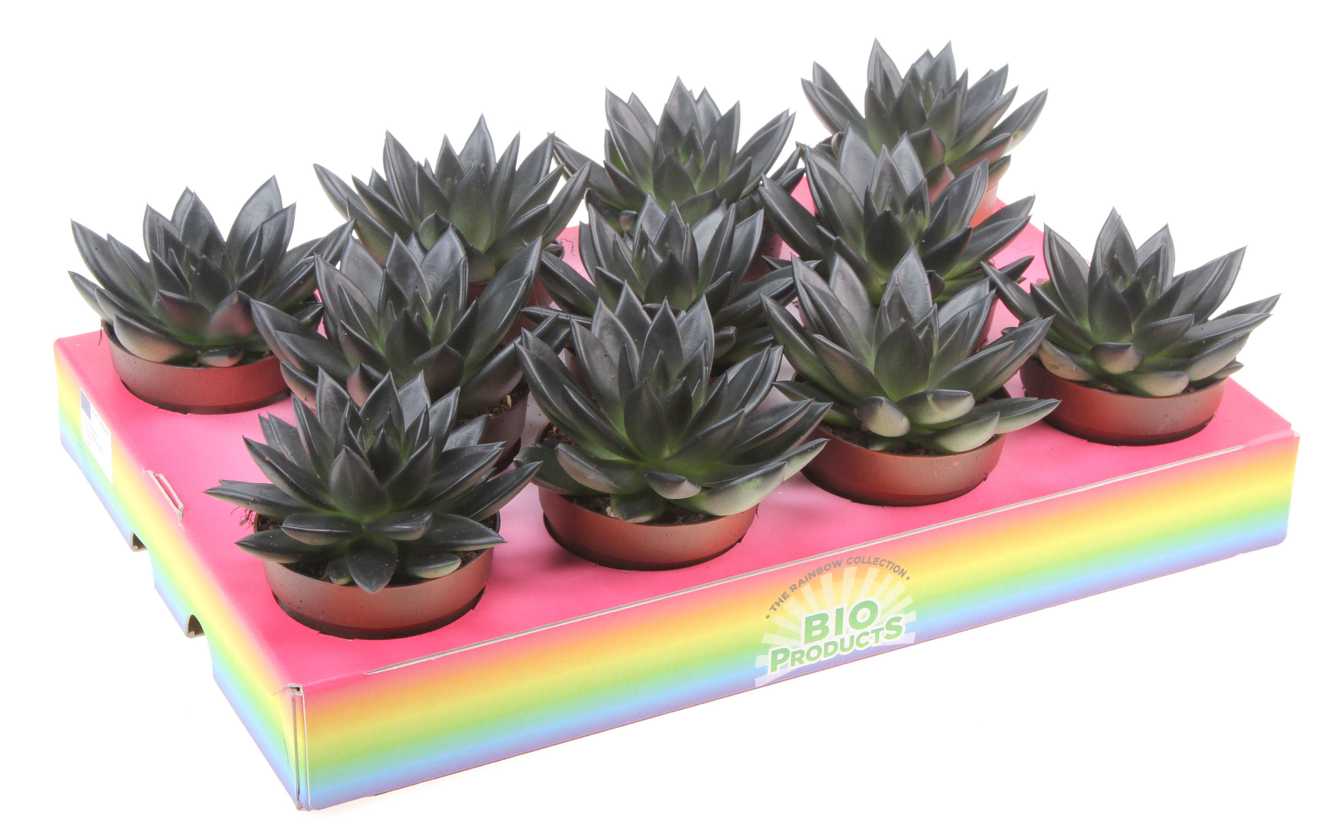 Bio miranda rainbow black, D 8,5