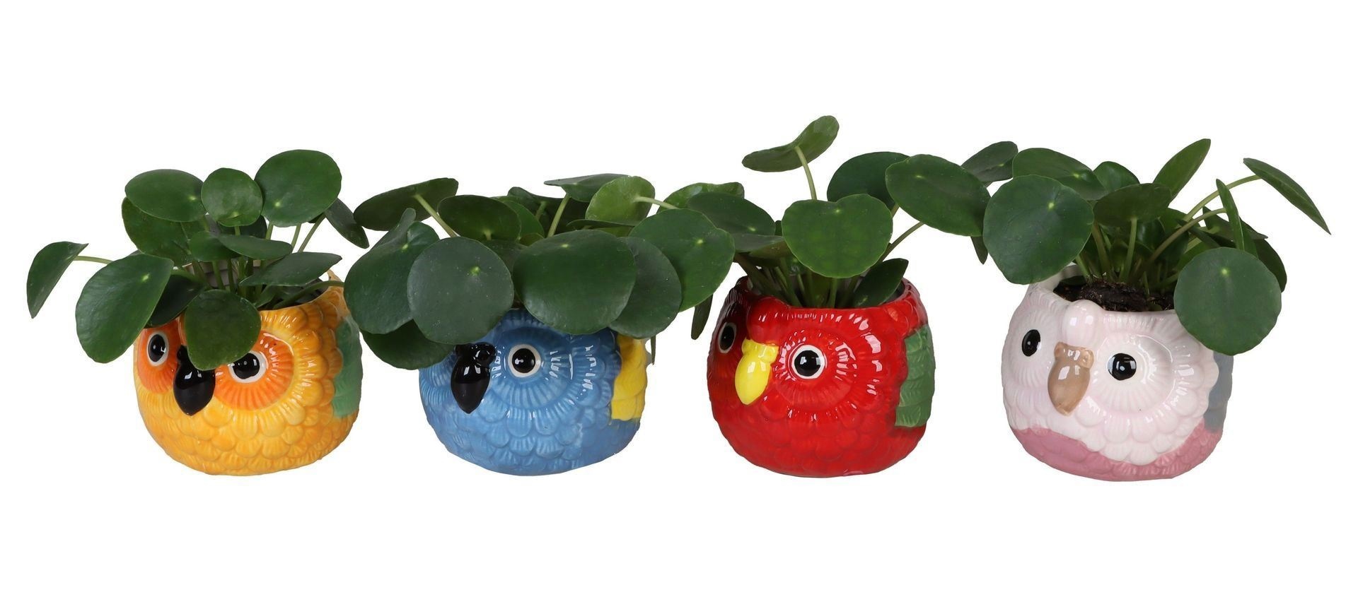 L 67244 With Pilea Peperomides 6 cm, D 6