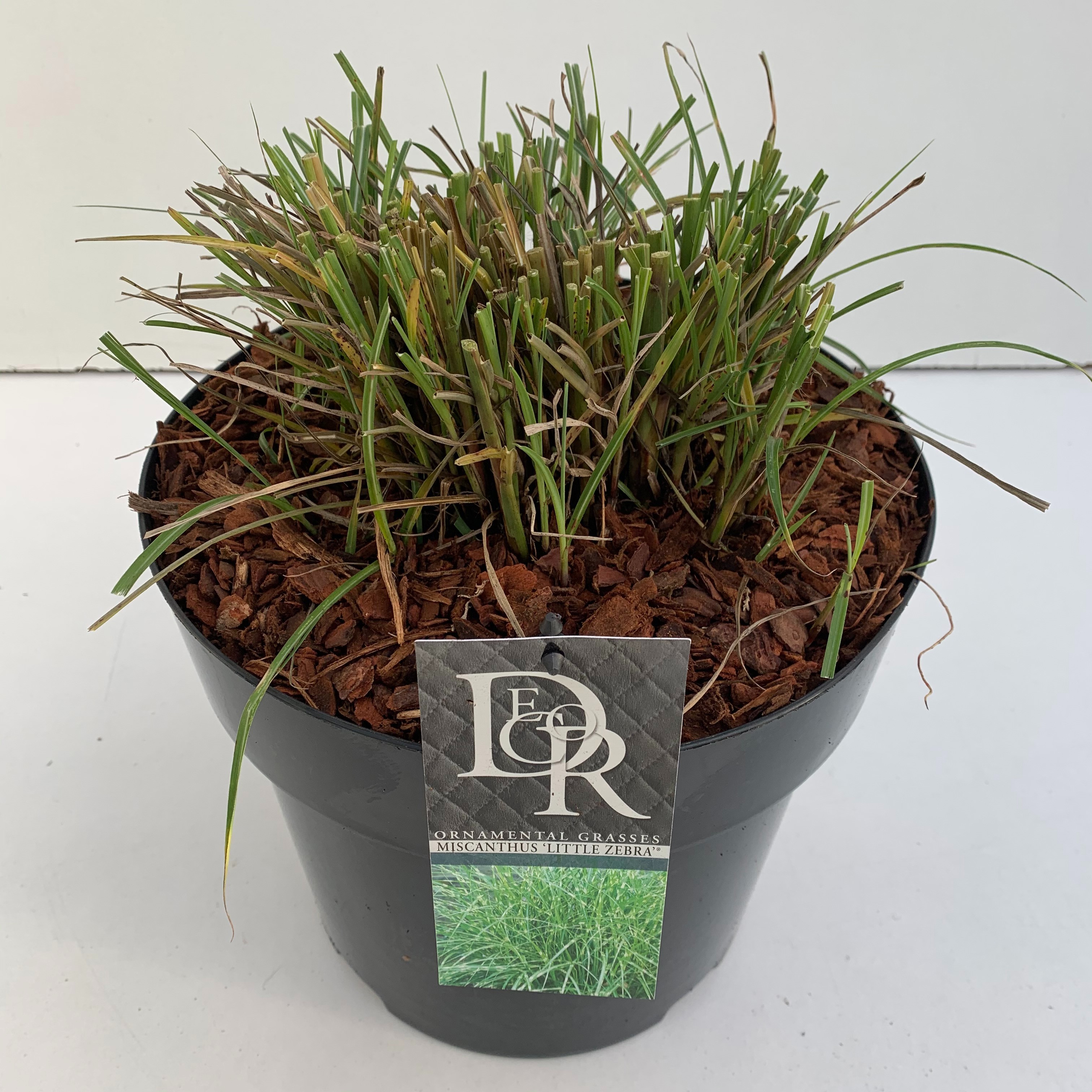 Miscanthus 'Little Zebra', D 29