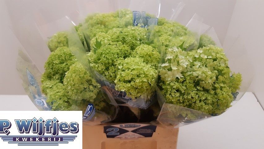 Вибурнум Розеум 40 (зел.), шт.