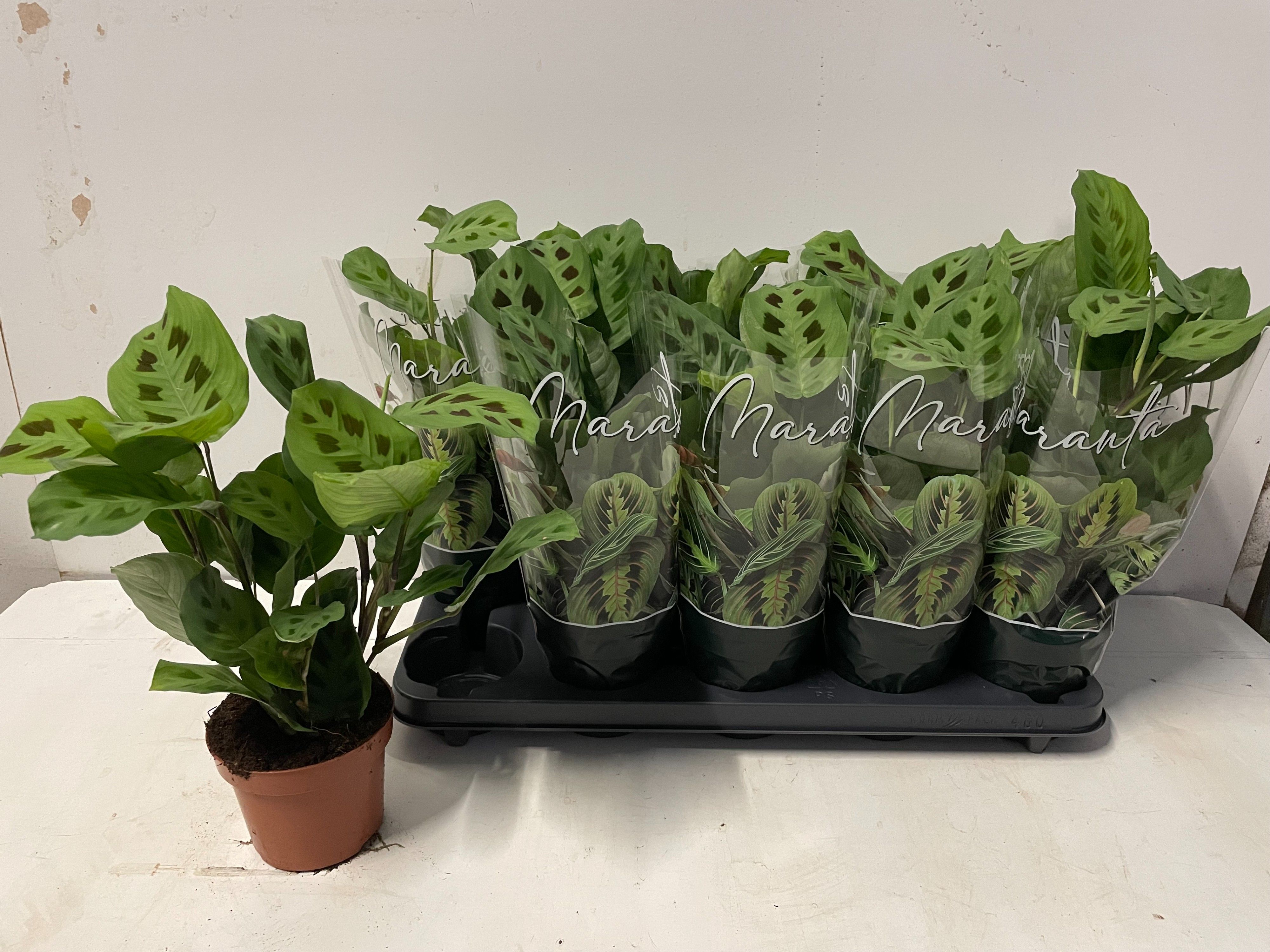 Maranta leuconeura 'Kerchoveana', D 12