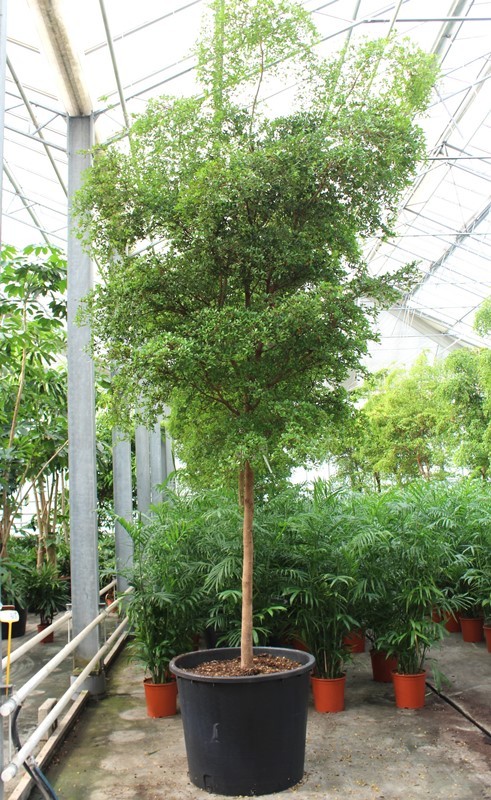 Bucida buceras, D 85