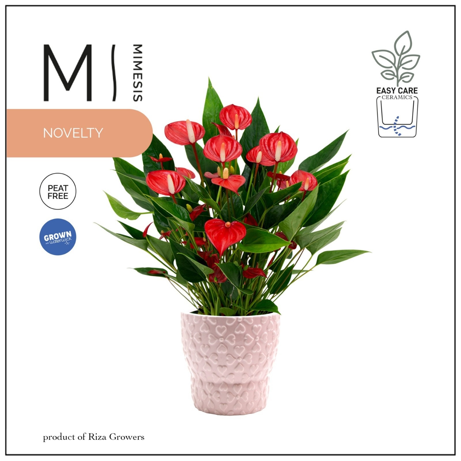 Mimesis Anthurium KARMA Million 12cm - Verona, D 12