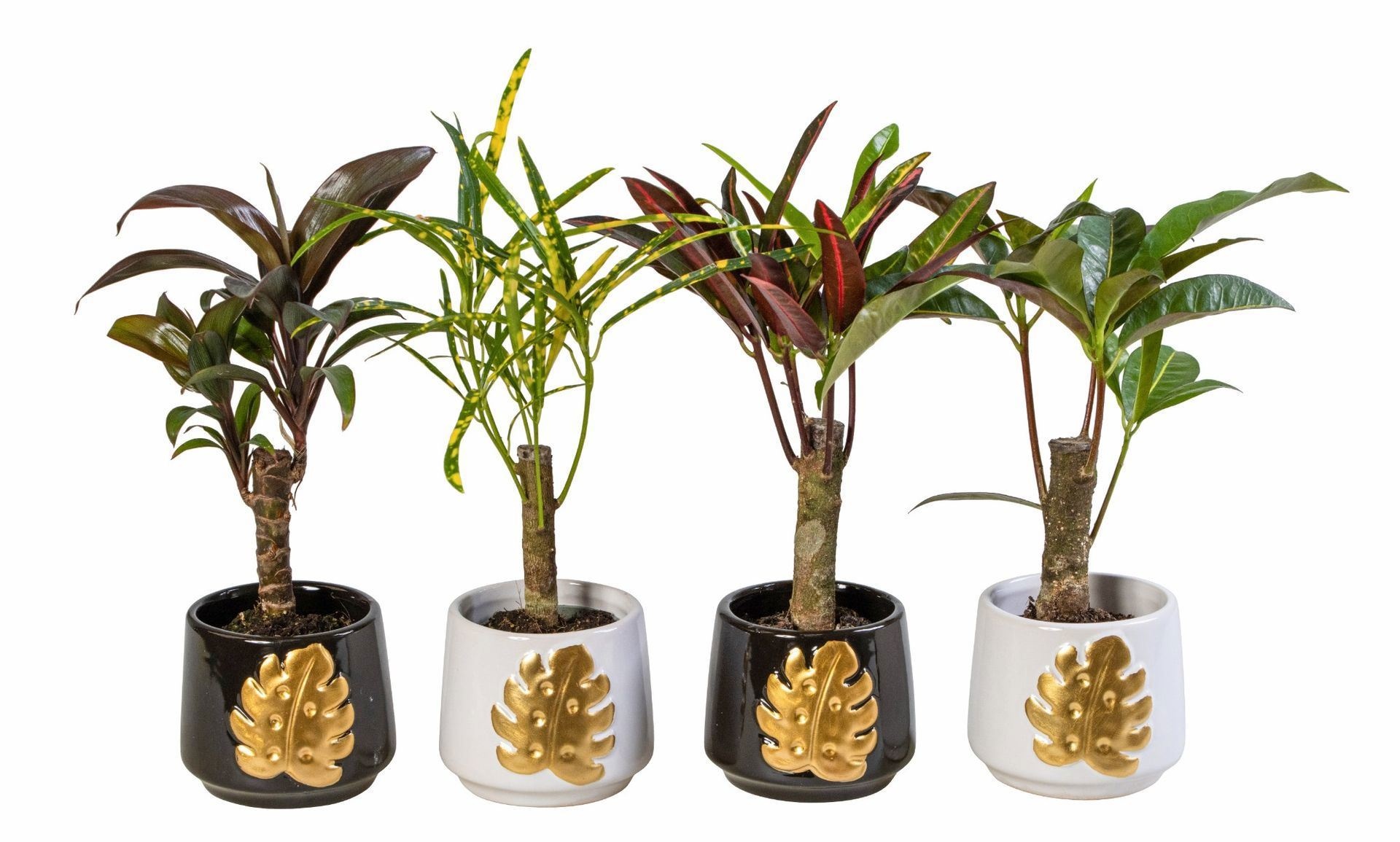 L 66161 With Cane Mix 6 cm, D 6