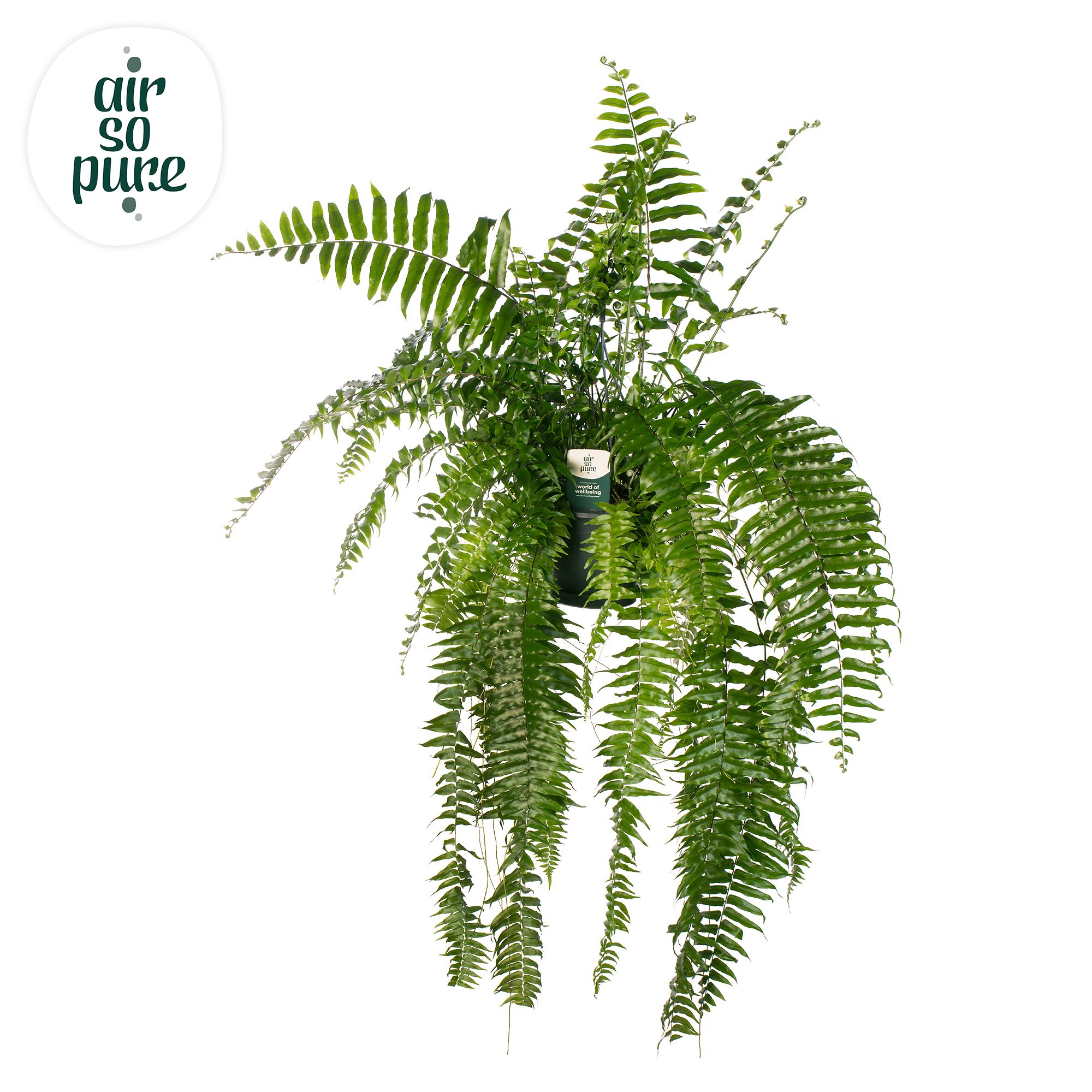 Nephrolepis Macho - Air So Pure, D 20