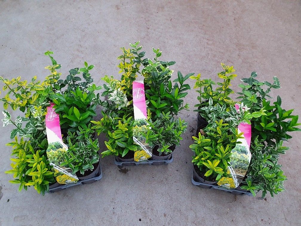 Euonymus 6-pack, D 9