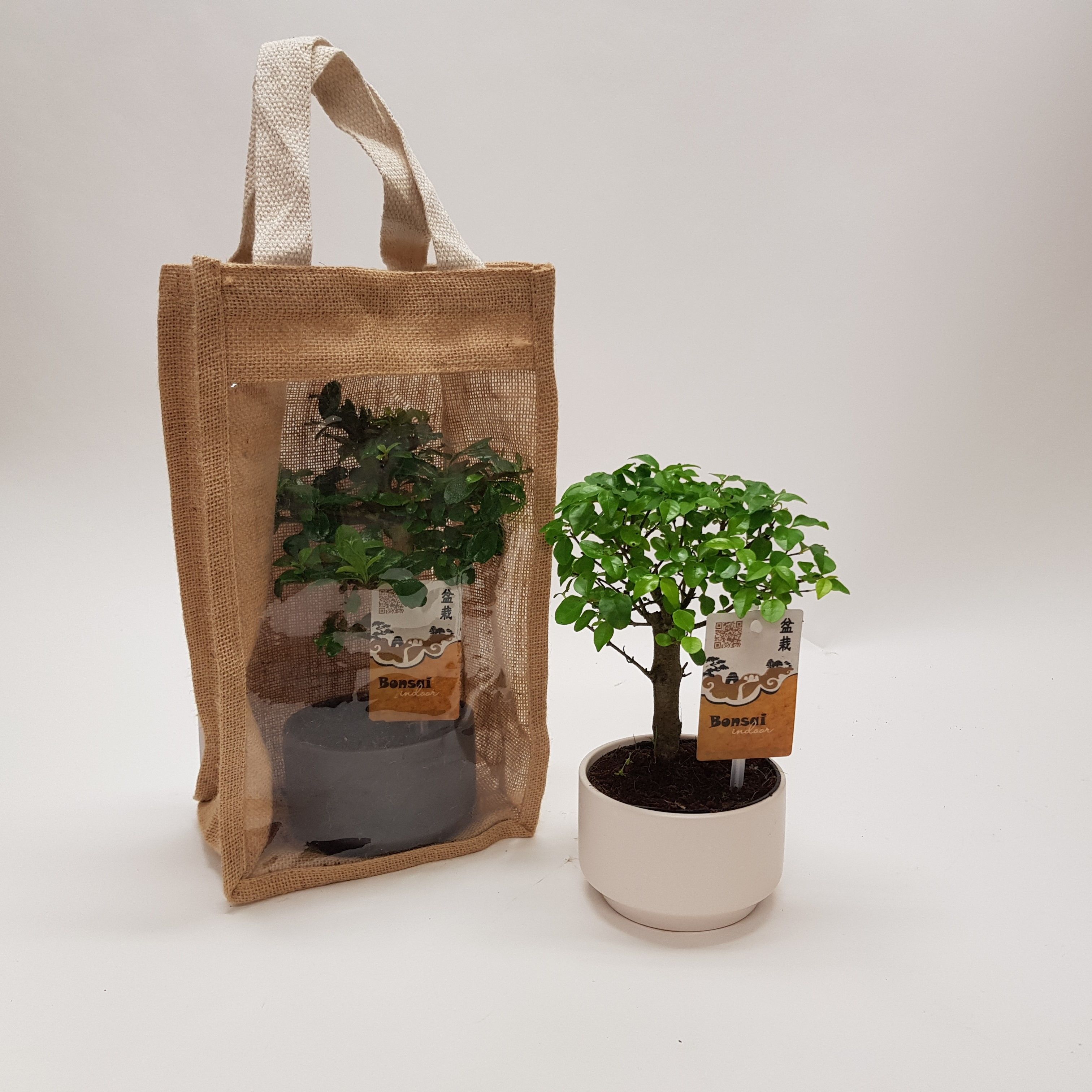 Bonsai 'Pure' in Jute Giftbag, D 18
