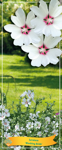 Lavatera 'Blushing Bride ' C2, D 14