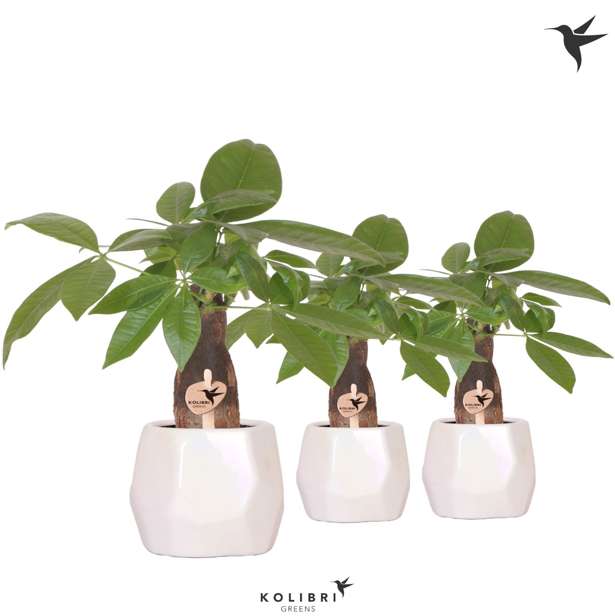 Kolibri Greens Pachira in Pearl pot travertine, D 9