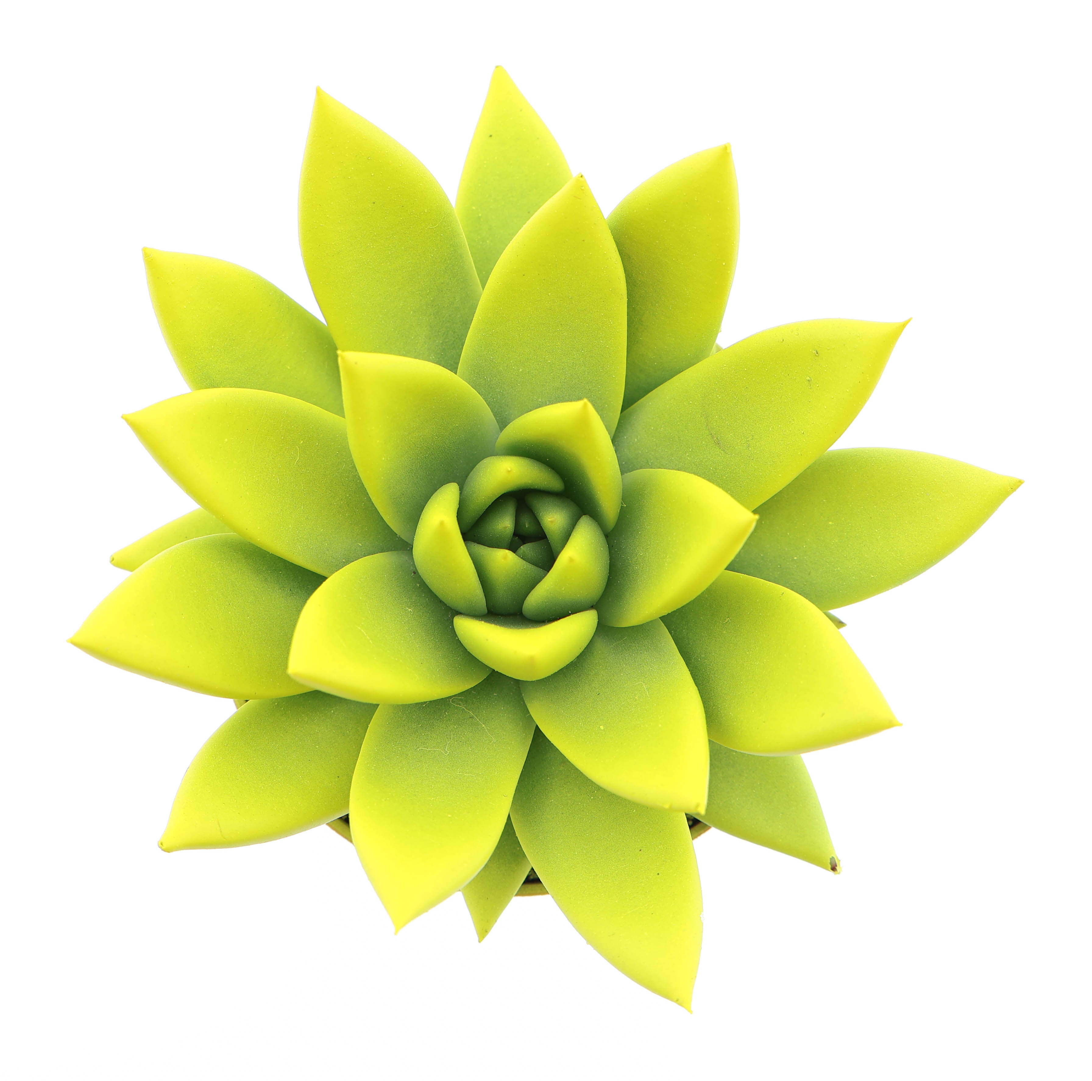 Rainbow yellow, D 8,5