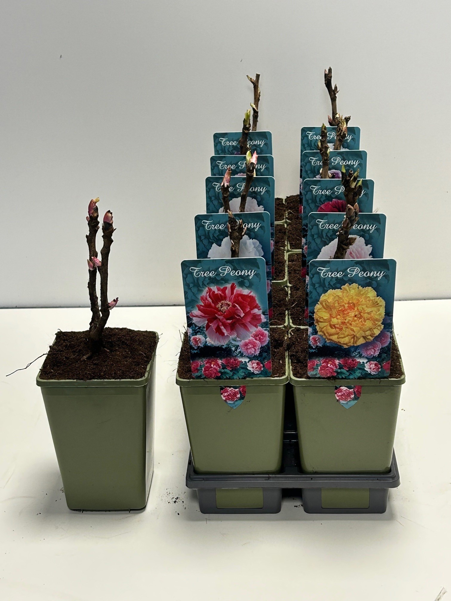 Paeonia suffruticosa, D 11