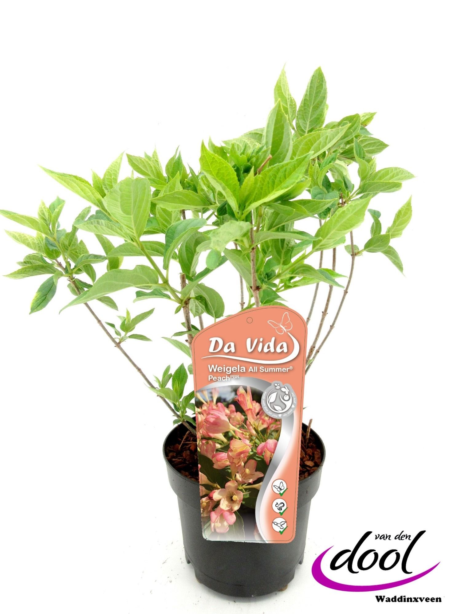 Weigela All Summer Peach, D 19
