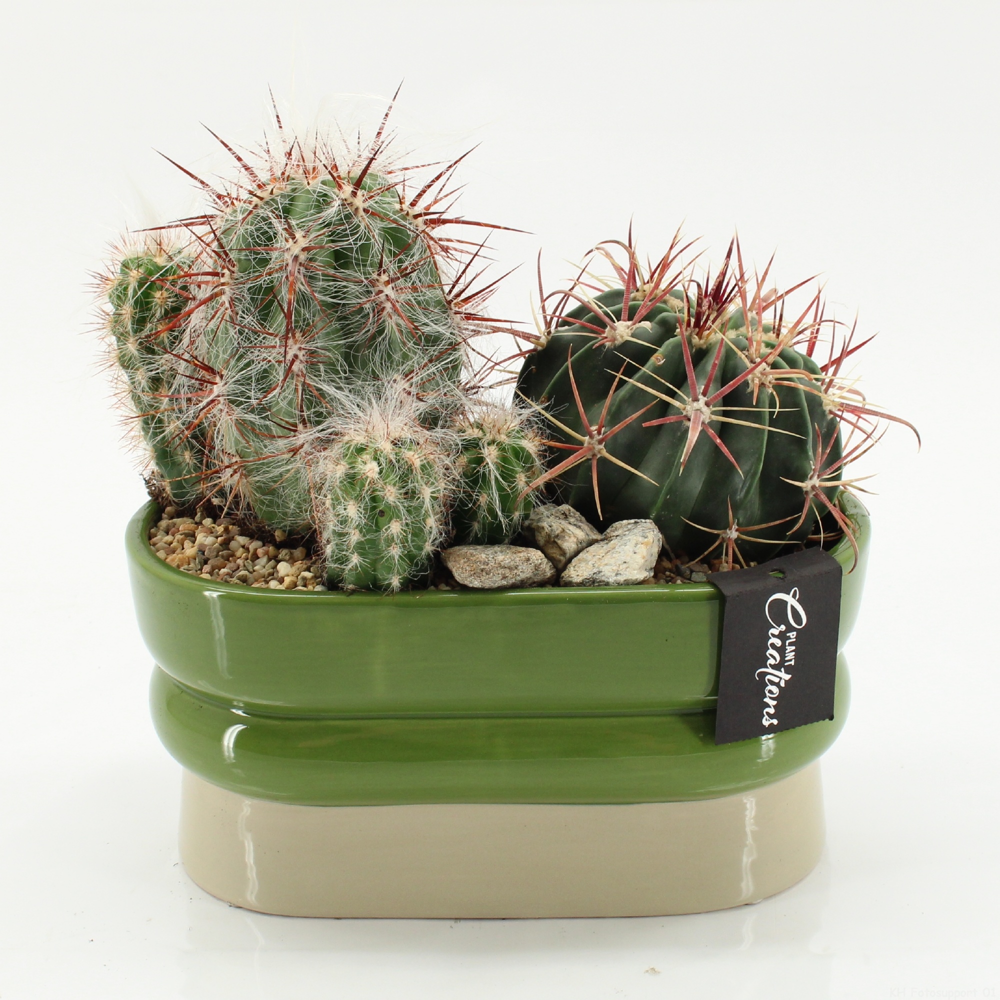 CTCR-2622 Cactus Essentials, D 23