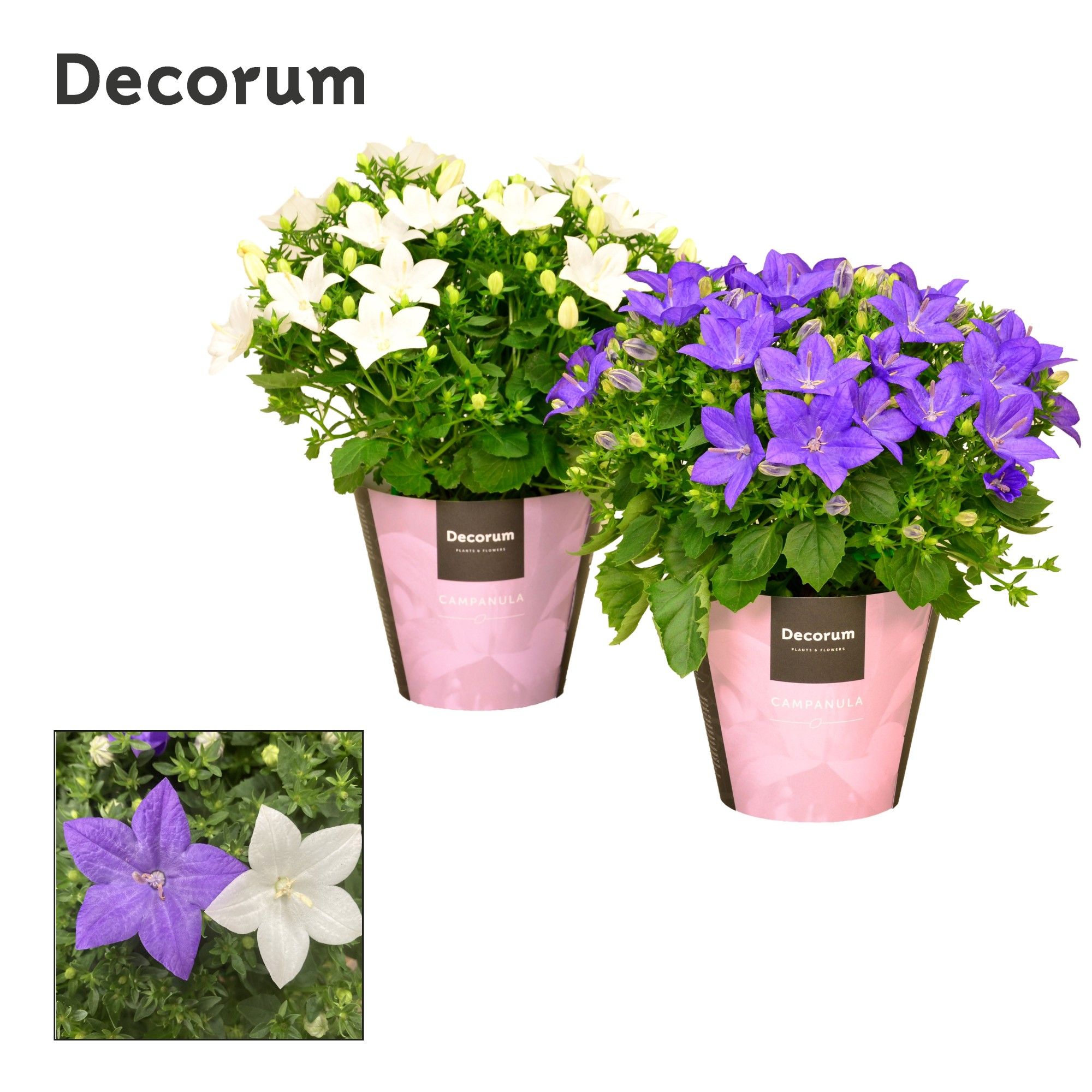 Campanula Blauw Wit Mix Decorum, D 11
