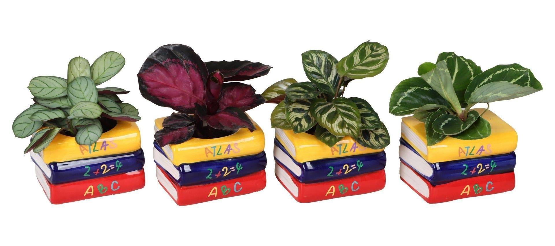 L 66583 with Calathea Mix 6 cm, D 6